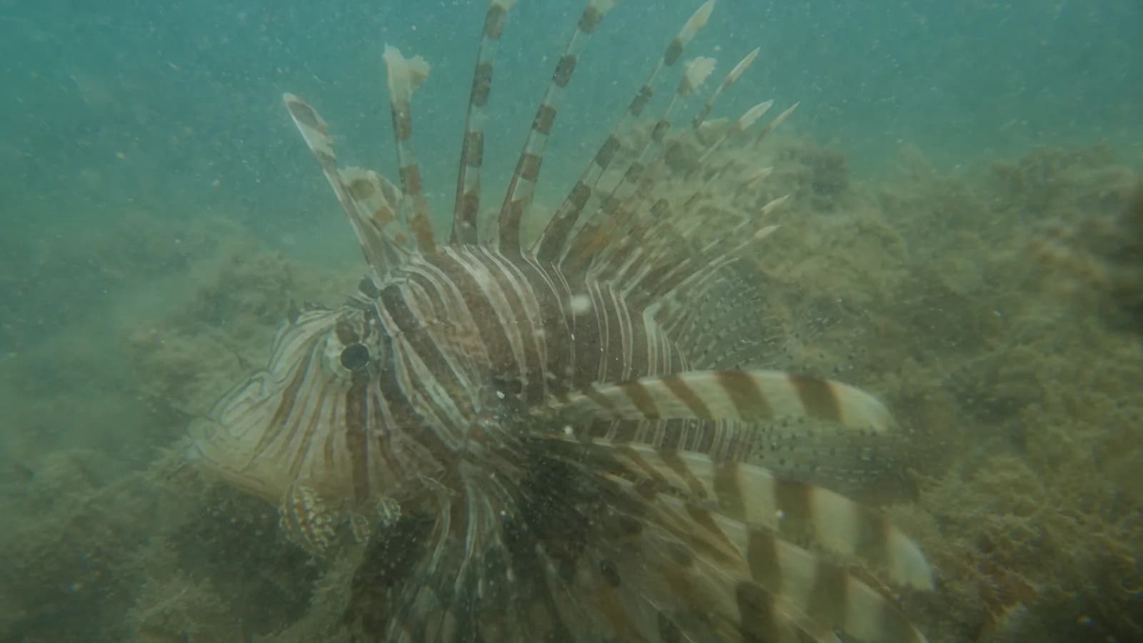 Lionfish underwater sample for AI color restoration comparison