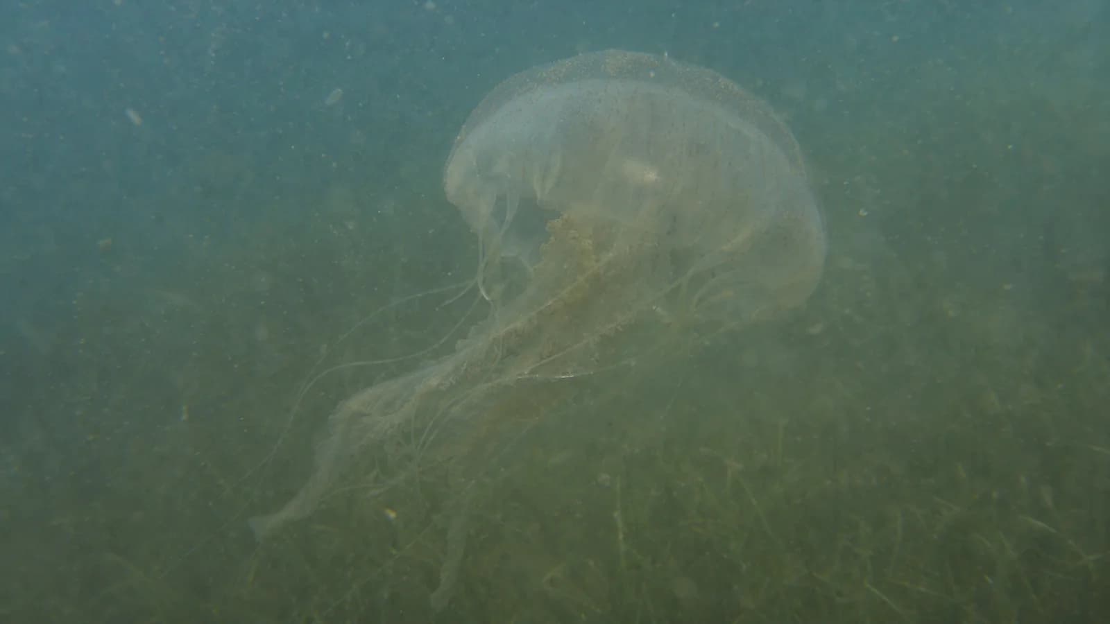 Jellyfish underwater sample for AI color restoration comparison