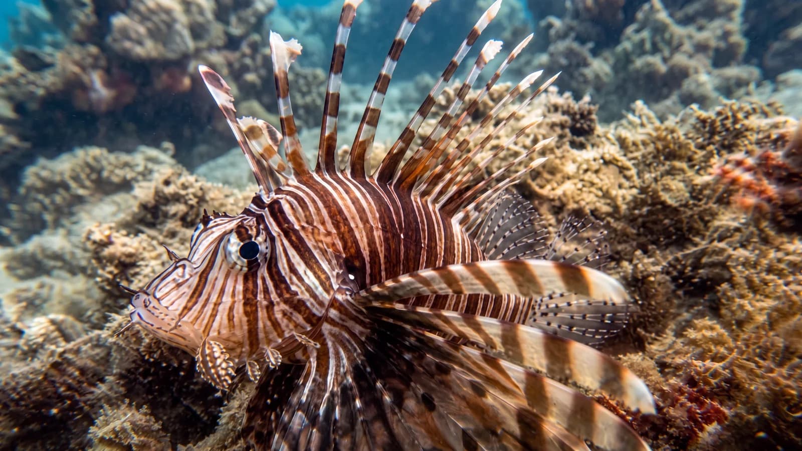 Sampel bawah air ikan singa untuk perbandingan restorasi warna AI
